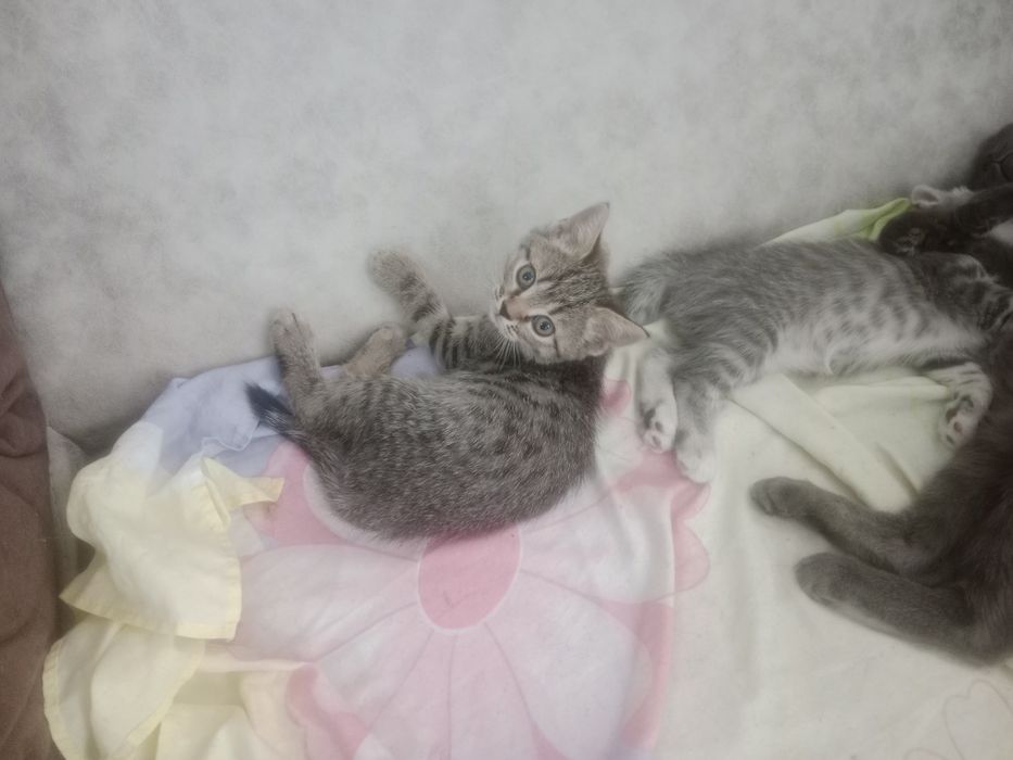 Британские короткошерстные