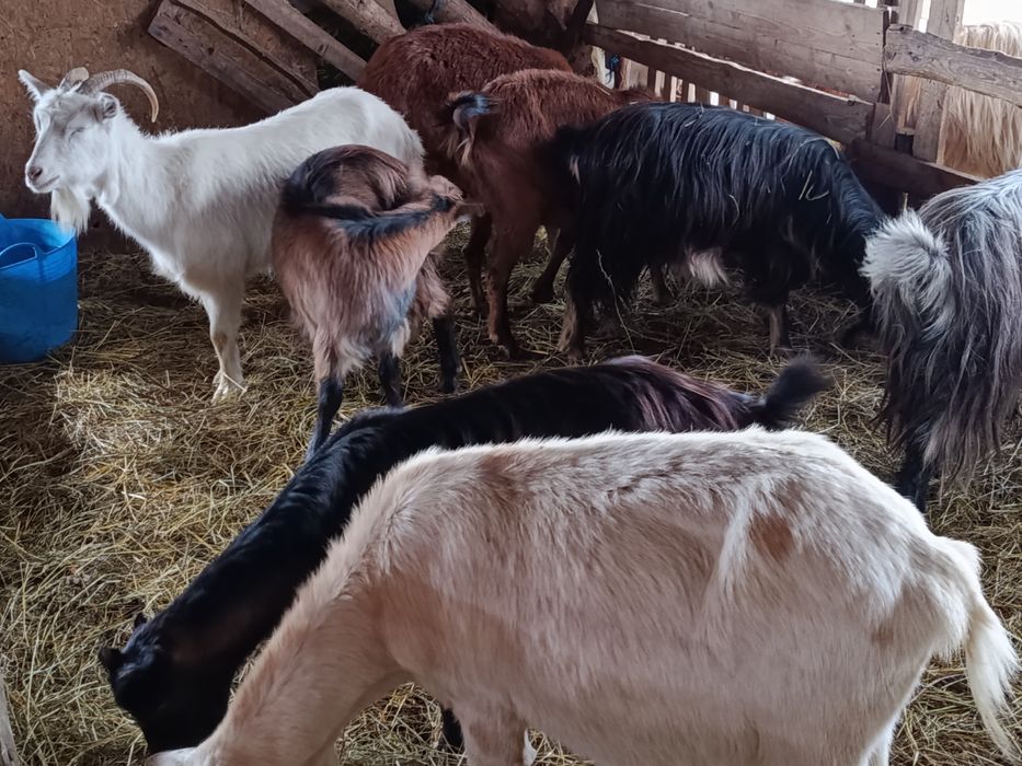 Vând 6 capre tinere