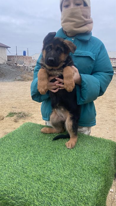 продается немецкая овчарка