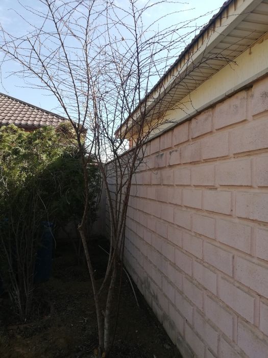 Деревья Барбарис