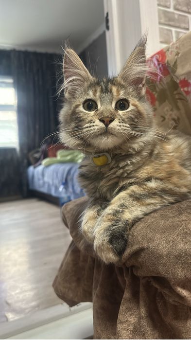 Мейнкун полидакт девочка!