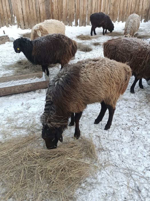 Обмен или сатамын