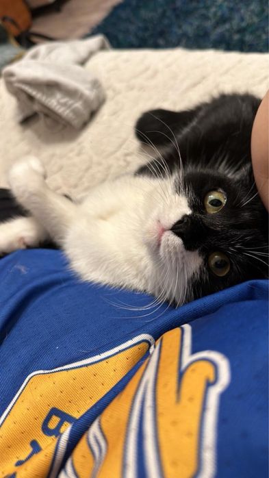 Бесплатно в добрые руки!