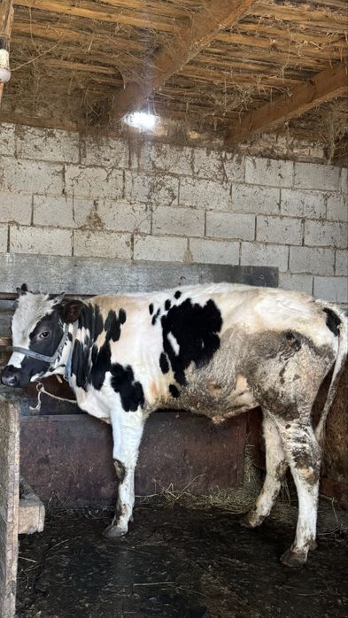 продам 10-ти месяцного быка