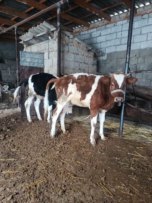 Ургашы ғунажин  сатылады