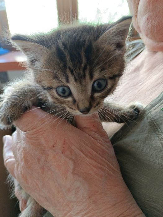 Котята полосатики