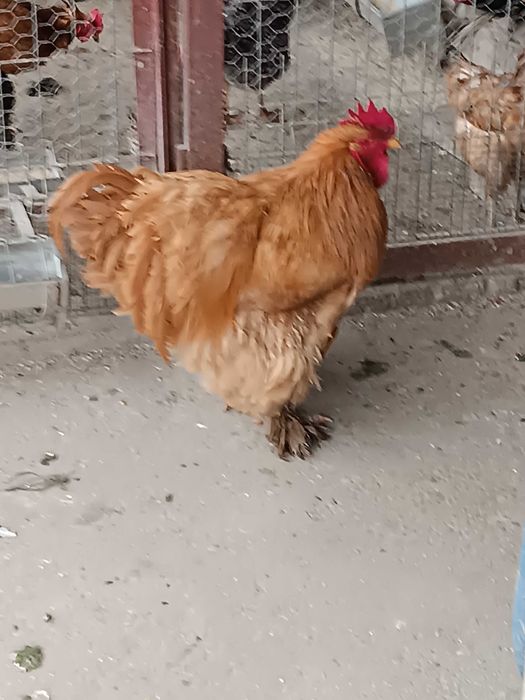 Cocos cochinchina galben uriaș