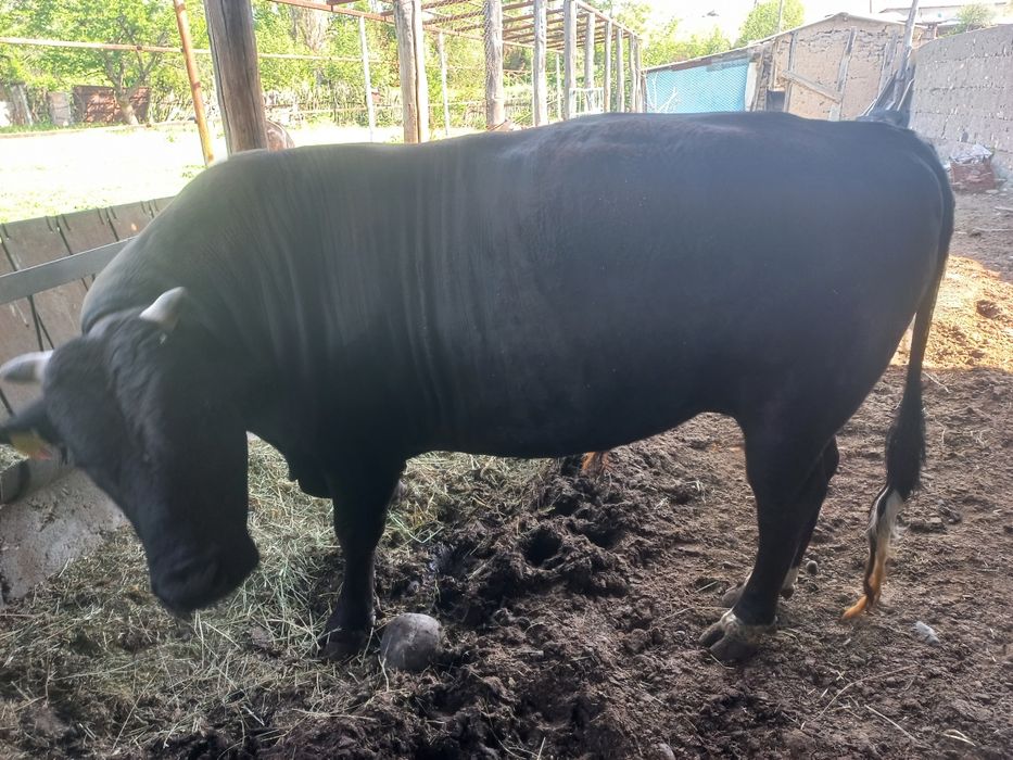 Отличный Бык продам