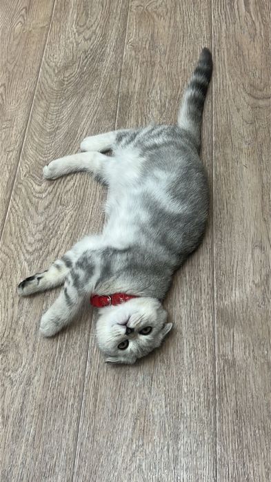 котенок скотиш фолд