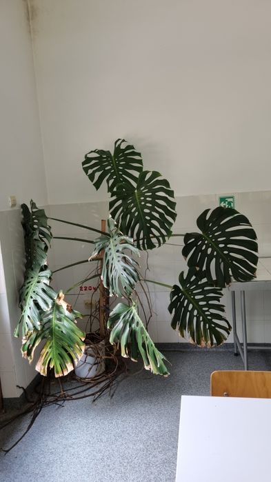 Monstera deliciosa