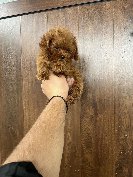 Тийкъп момичета пудел