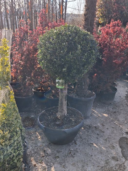 Potinia laur englezesc pin