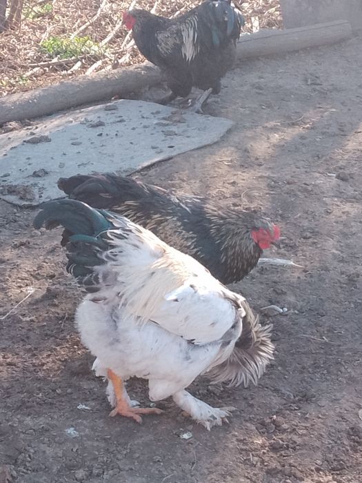 Продавам петли брама 20 ev