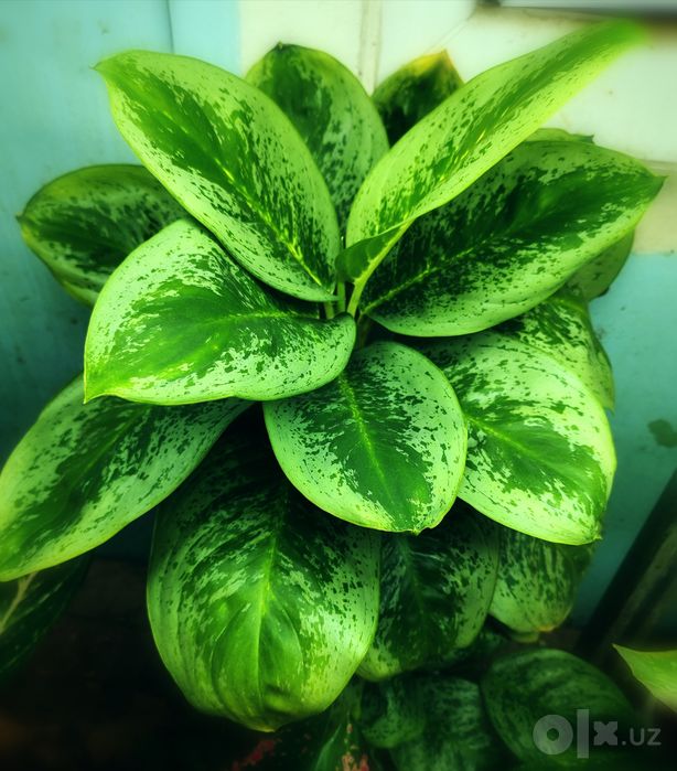 Аглаонема Лемон Минт (Lemon Mint)
