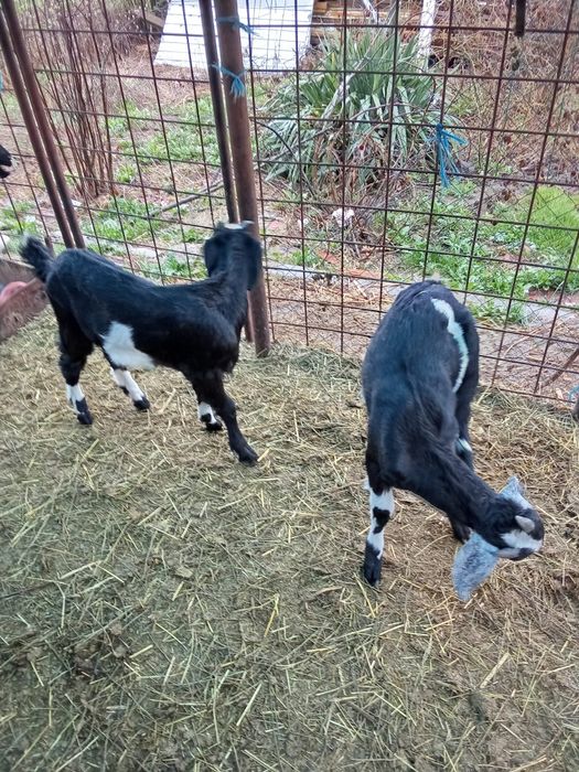 Vand tap anglonubian