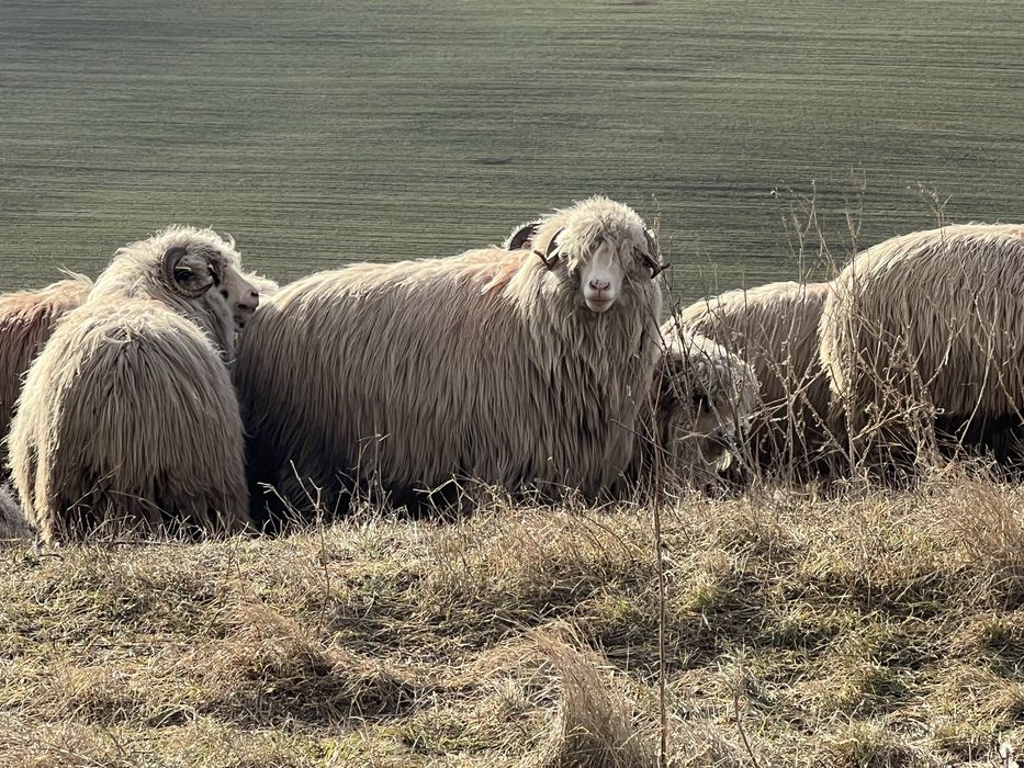 Vand oi turcane pe ales