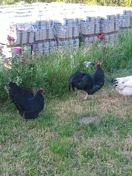 Australorp caută alta casa