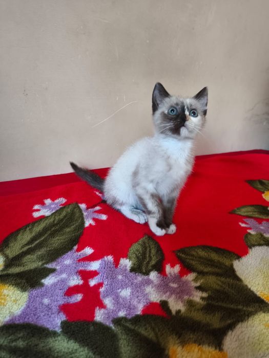 Кошечка в добрые руки