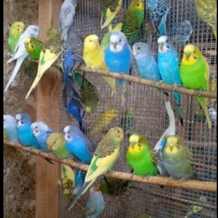 Волнистые попугаи