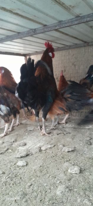 Кизил хукизлар сотилади