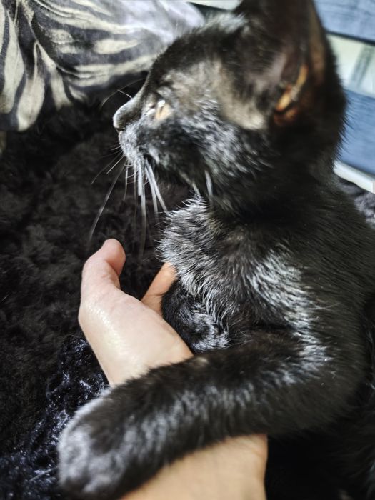 Черно коте на 3 месеца