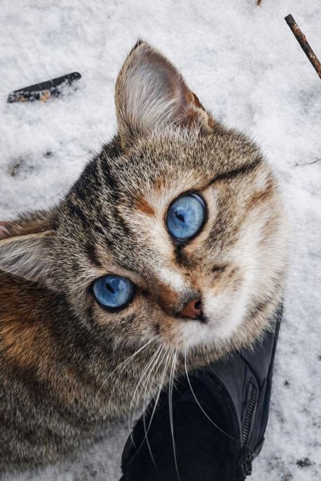 Голубоглазая красавица