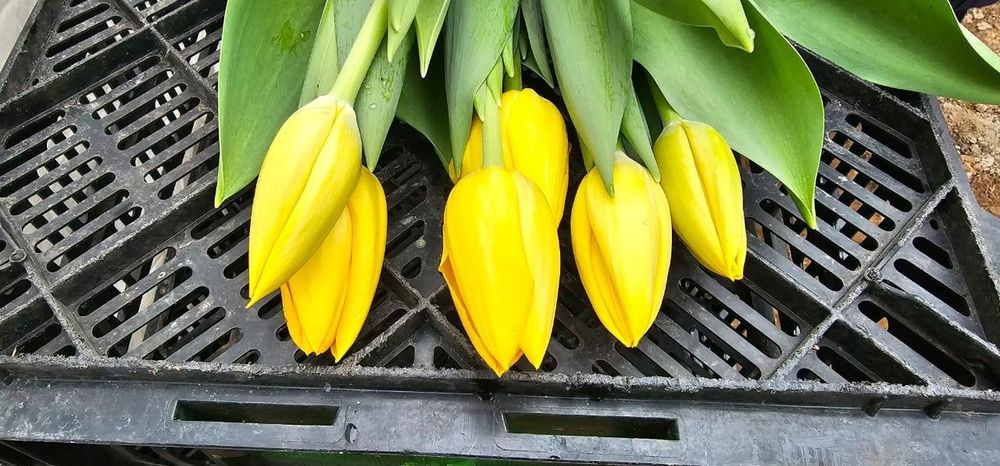 Принимаем предзаказы на тюльпаны