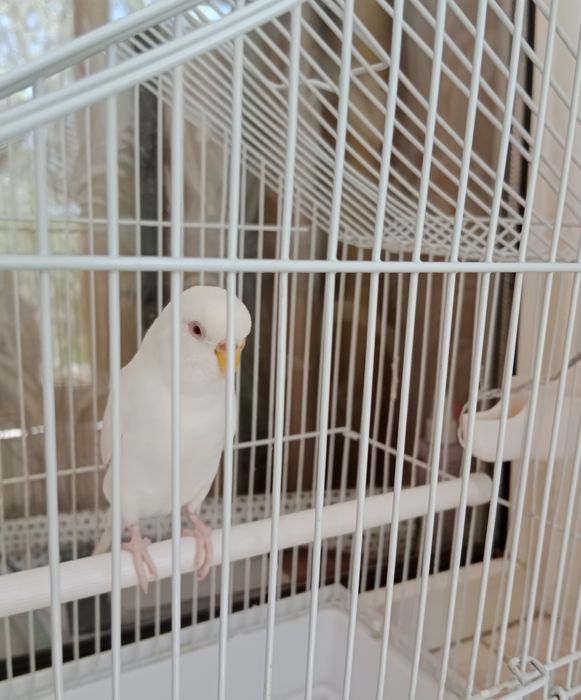 Продам попугай с клеткой