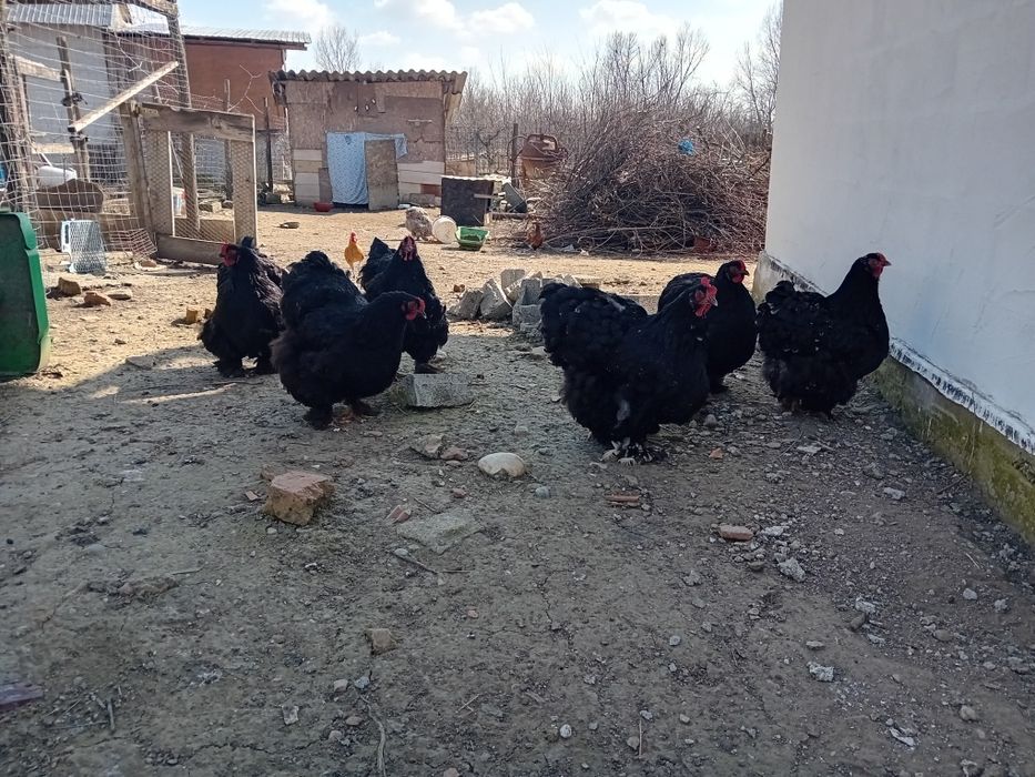 Vand oua cochinchina urias