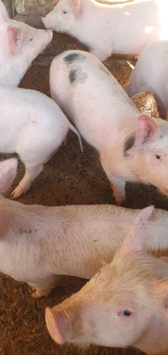 Продаваме малки прасенца