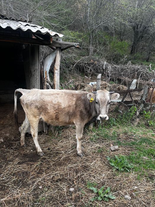 Продам молочную корову