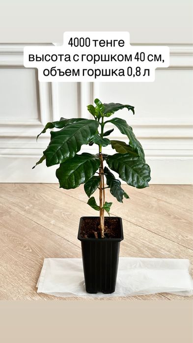 Кофейное дерево комнатное (сорт арабика)