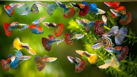 Аквариумная рыбка "Гуппи"