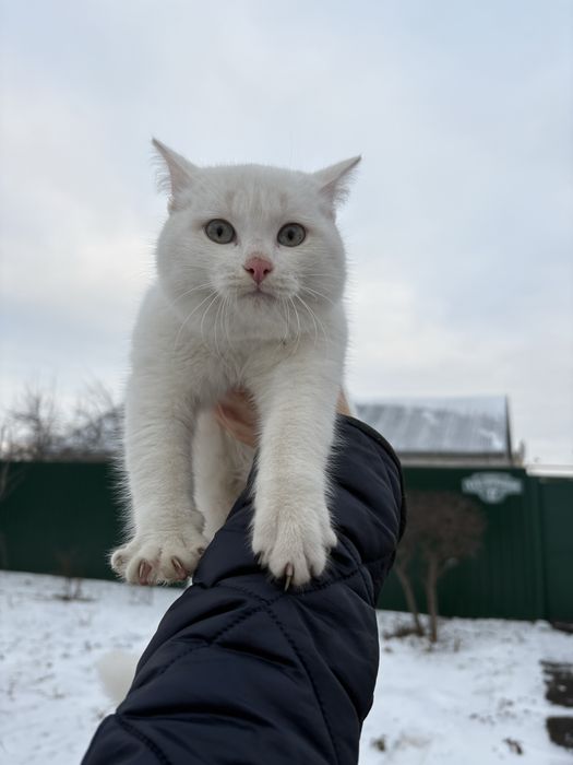 Котёнок подросток