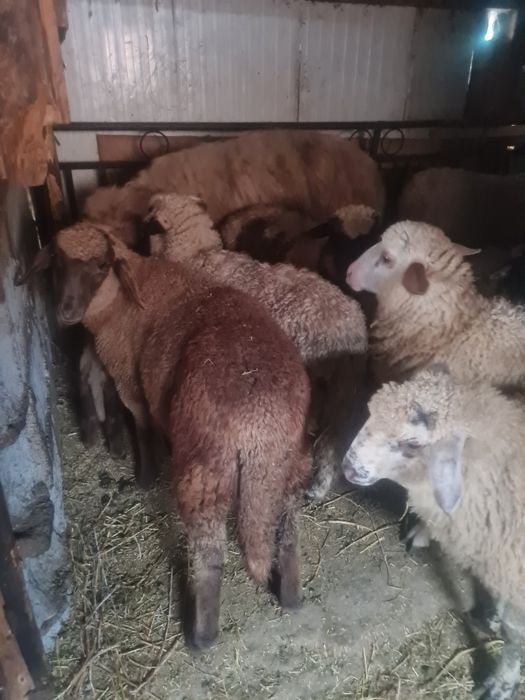 Vând 20 de miei pentru crescut sau sacrificat