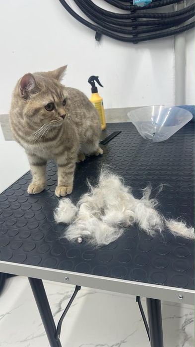 Отдам в хорошие руки кошку