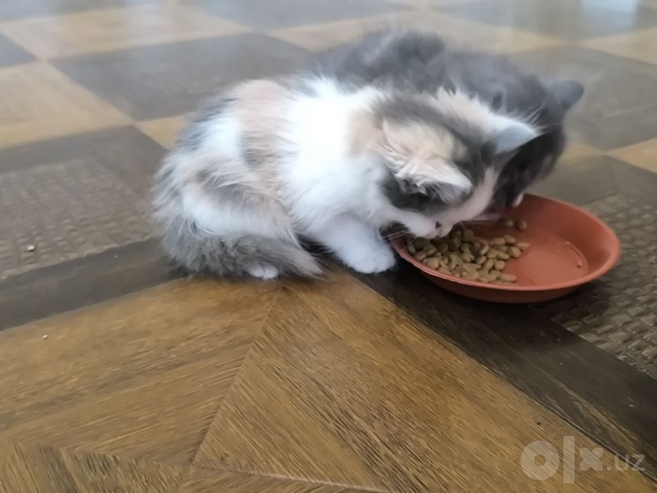 Zotdor Mushuk bolasi sotiladi