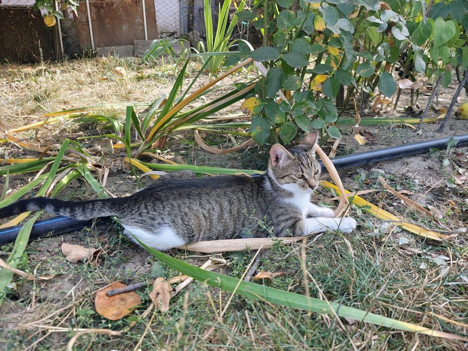 Pisicute blande pentru adoptie