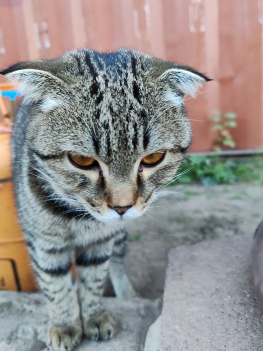 Котенок вислоухий  бесплатно