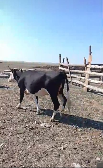 Бұзаулы сиыр сатамын