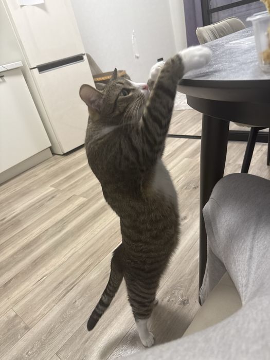 Кот в добрые руки