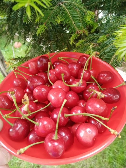Cirese de mai, proaspăt culese