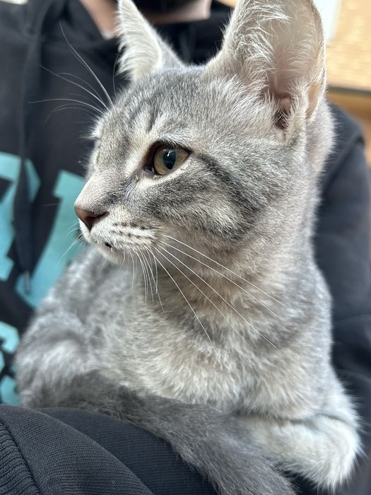 Отдам котёнок мальчик