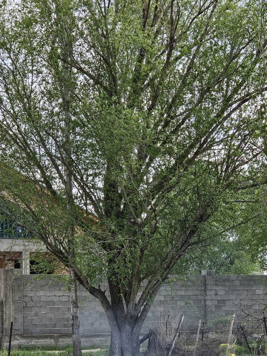 Продаётся деревья тополя и карагач