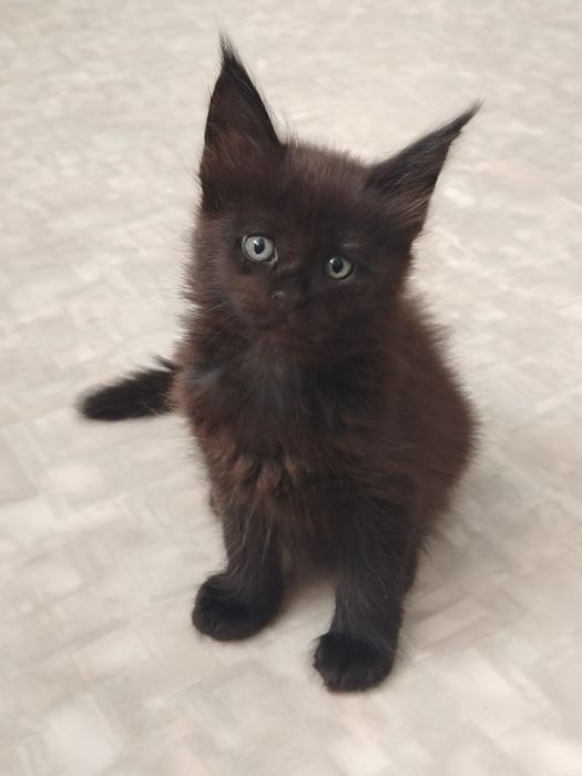 Мейн-куны котята