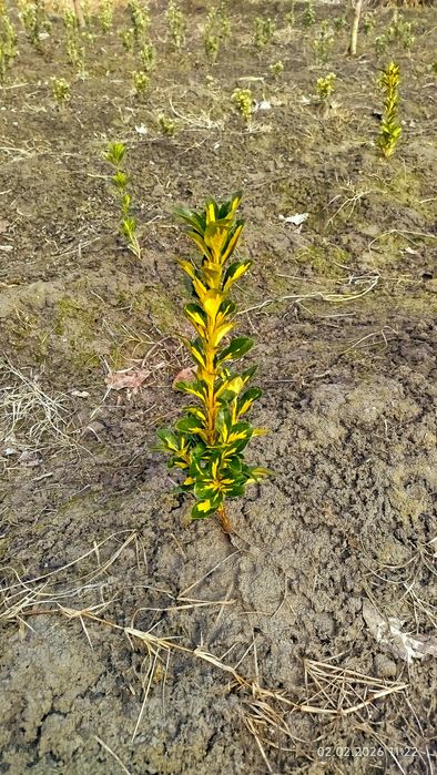 Shamshod bravo , eyonomus