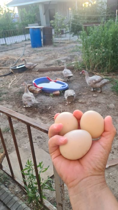 Продам семейку индоутки окрас Лаванды