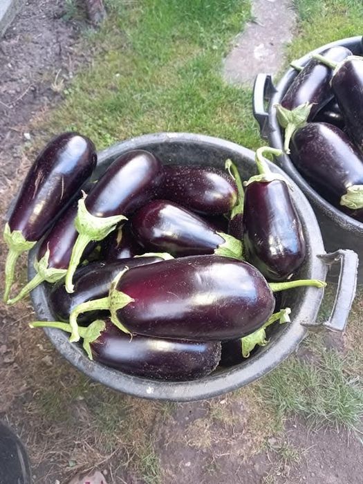 Vand vinete  bio