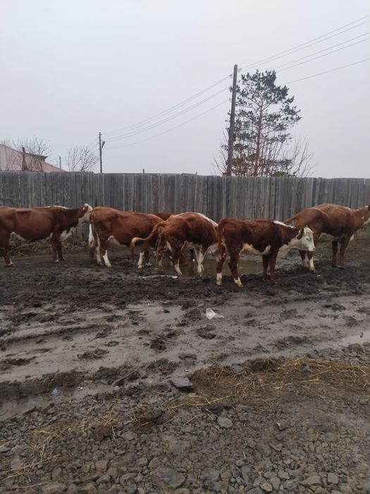 Дом в селе Коянды (Экибастуз)
