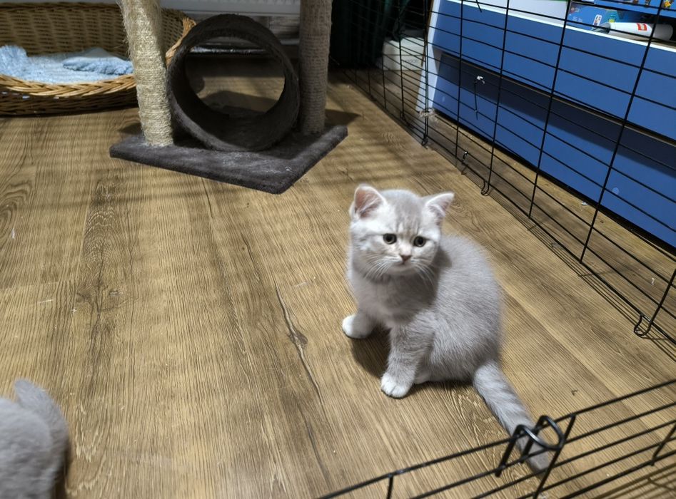 British Shorthair